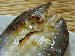 9-1川魚